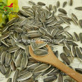 Wholesale New Crop Raw and Roasted Sunflower Seeds Price 361, 363, 5009, 601